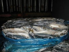 韓國(guó)鮐魚簡(jiǎn)加工水產(chǎn)品 便捷與美味的融合